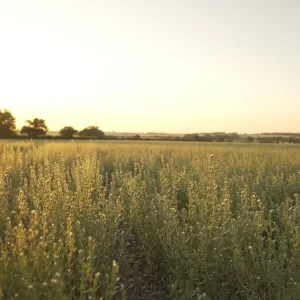 Ahiflower <span>Complete & Balanced Omega Wellness from One Extraordinary Plant</span>