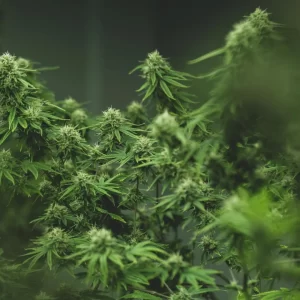 CannabiNext® <span>500% higher blood concentrations than conventional products</span>